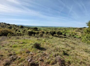 Adel Sierra Norte destaca la importancia de respetar la encina, uno de elementos clave de la Sierra Norte de Guadalajara