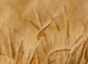 La agricultura ecológica, el secreto de Productos Monti para conseguir un snack delicioso