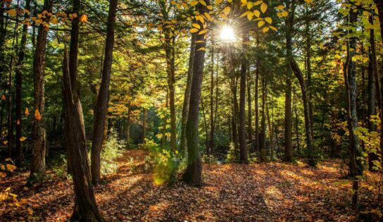 COPADE impulsa el proyecto ‘’Bosques Vivos’’ para concienciar sobre el problema de la deforestación importada