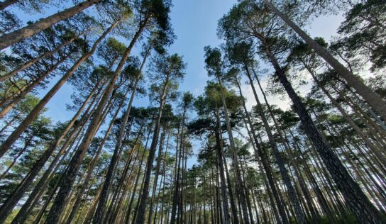 Bosque Innova: un proyecto para crear empleo y emprendimiento verde, revertir la despoblación, promoviendo la gestión forestal y mejorando la biodiversidad en el sistema Ibérico Sur