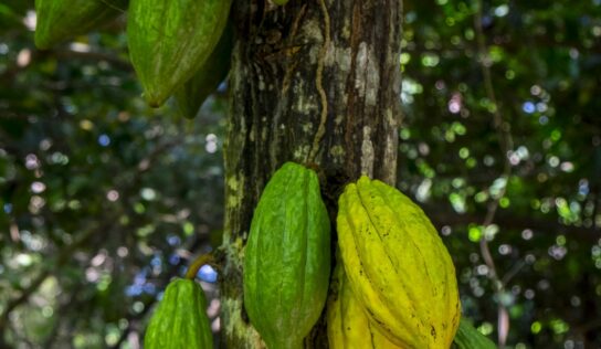 Paccari explica cuál es el proceso para conseguir el chocolate