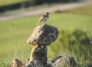 El canto de las aves de la Sierra Norte de Guadalajara: terapia natural