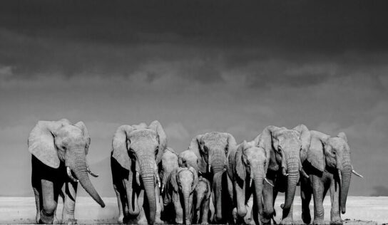 El español José Miguel Angulo Manso, gana el primer premio de los ‘International Photography Awards – 2024’