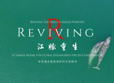 La Radio y Televisión de Hubei lanza un documental sobre el Delfín sin aleta del Yangtsé