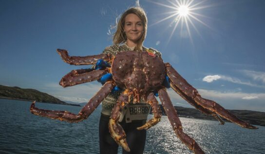 De salmón ahumado a ‘king crab’: Mar de Noruega exhibe sus pescados y mariscos más exquisitos por Navidad