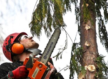 Diferentes tipos de poda de árboles y cómo cada uno beneficia a tu jardín