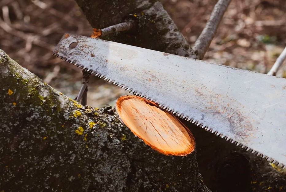 Poda suave: manteniendo el equilibrio natural del árbol