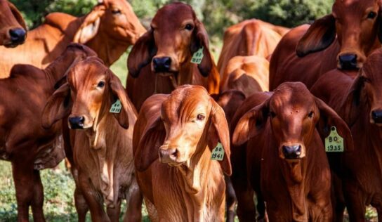 Bifeedoo refuerza la inmunidad del ganado con piensos ecológicos durante el invierno