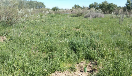 Tot-Net contribuye a la reforestación con la plantación de 60 árboles en la Reserva Natural de los Galachos