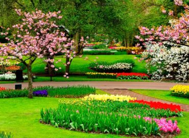 ¿Quieres renovar tu jardín? Guía de plantas y árboles para la primavera