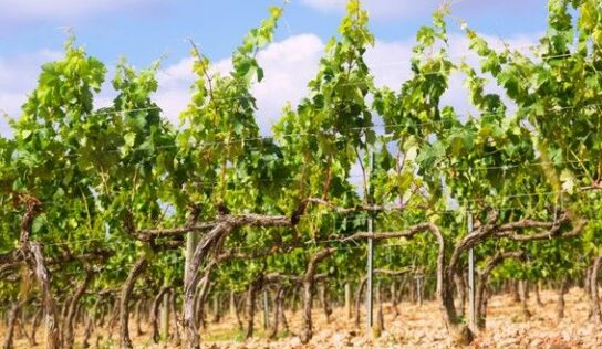 Bodegas Obergo y la importancia de la poda en verde para la calidad del viñedo
