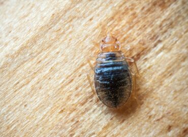 ANECPLA recomienda estar alerta ante las chinches esta Semana Santa