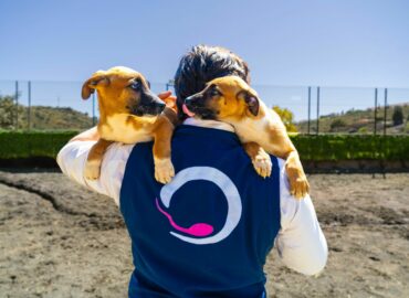 La clonación animal, una práctica aprobada por la Unión Europea y el Vaticano