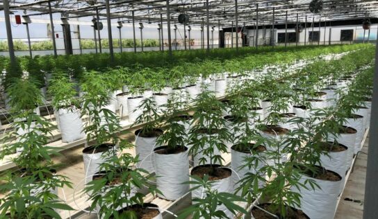 La UNEC, que agrupa al sector del cannabis legal, da un paso al frente para aclarar la confusión del CBD