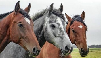 El pienso ecológico para caballos de Bifeedoo favorece la vitalidad y el bienestar digestivo