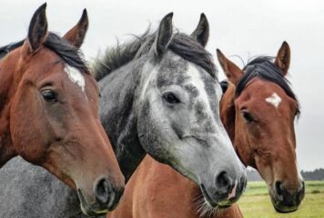 El pienso ecológico para caballos de Bifeedoo favorece la vitalidad y el bienestar digestivo