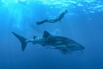 Los Cabos se posiciona como el paraíso del turismo deportivo en México