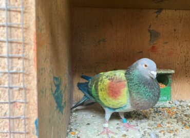 Salud y vuelo óptimo gracias al pienso ecológico para palomos deportivos de Bifeedoo