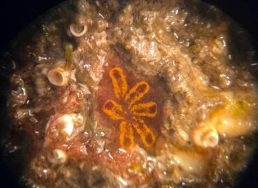 Primer ensayo mediterráneo que valida el uso de materiales sostenibles para la regeneración marina