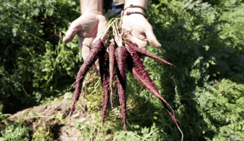 MuñozVal lanza en Fruit Attraction la zanahoria morada con estudio del CSIC que avala su poder antioxidante