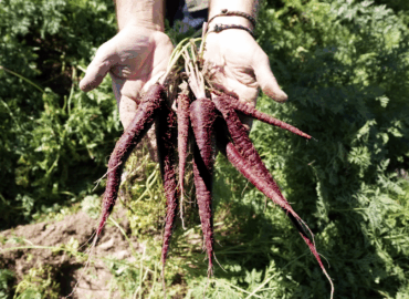 MuñozVal lanza en Fruit Attraction la zanahoria morada con estudio del CSIC que avala su poder antioxidante