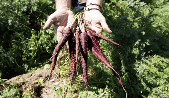 MuñozVal lanza en Fruit Attraction la zanahoria morada con estudio del CSIC que avala su poder antioxidante