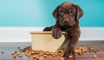 Un estudio muestra beneficios medioambientales de la comida a base de plantas para perros en el Reino Unido