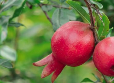 España produce más de 79.000 toneladas de granada, fruta con punicalagina aliada para la astenia otoñal
