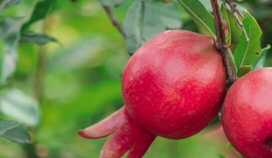 España produce más de 79.000 toneladas de granada, fruta con punicalagina aliada para la astenia otoñal