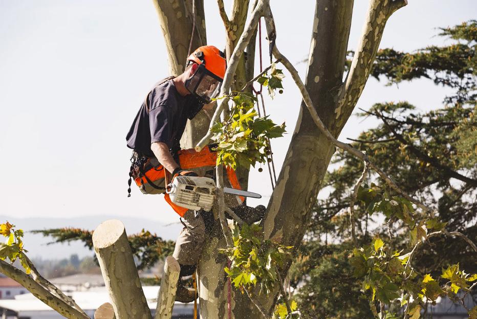 Beneficios sociales y ambientales de una correcta gestión arbórea