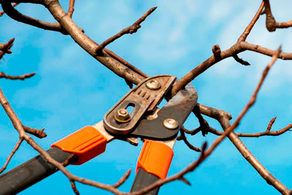 Tala controlada: una decisión técnica y ambientalmente consciente