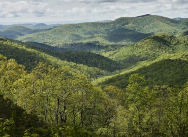 El documental Forested Future invita a reconectar con el mundo natural y los grandes bosques del planeta