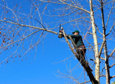 Servicios de poda y tala de árboles: seguridad, sostenibilidad y cuidado ambiental