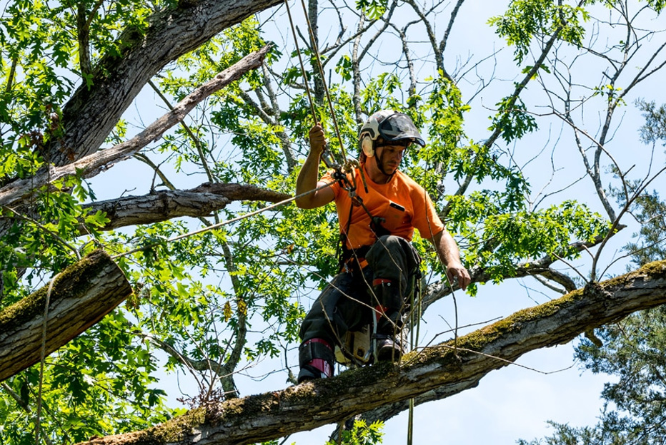 Tala controlada: una decisión técnica y ambientalmente consciente