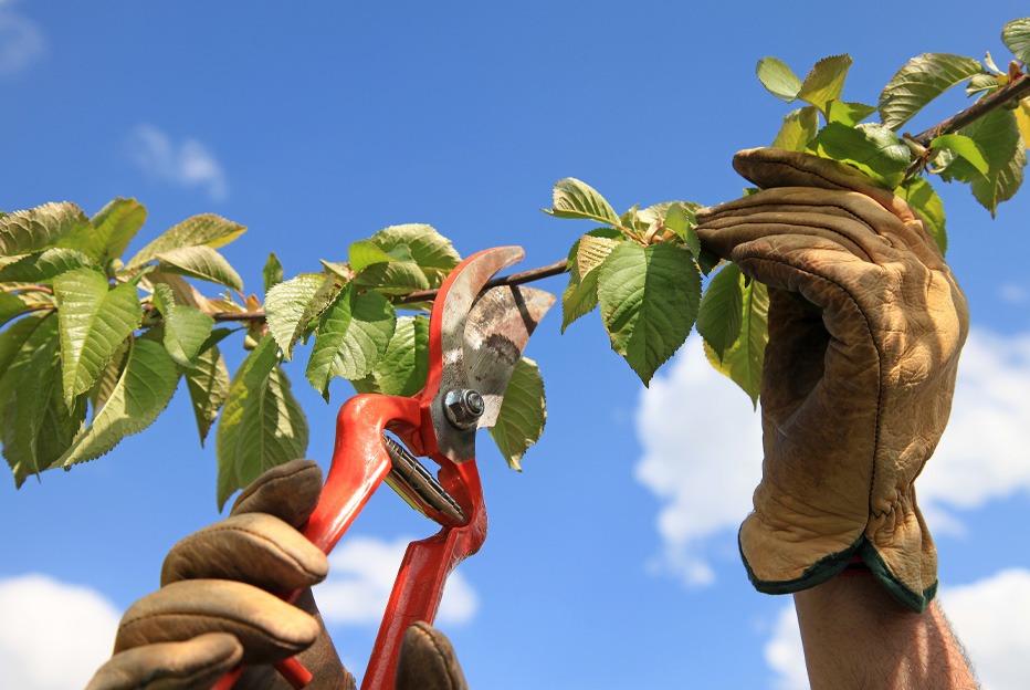 Diferencias fundamentales entre árboles caducifolios y perennifolios
