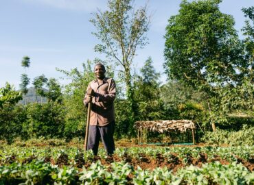Smoking Paper contribuye a la plantación de 245.922 árboles