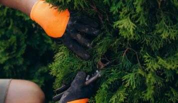 Poda de árboles de hoja caduca y perenne: técnicas, tiempos y criterios para un desarrollo saludable