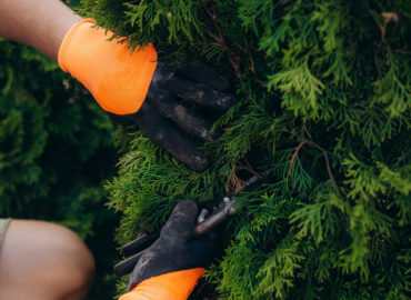 Poda de árboles de hoja caduca y perenne: técnicas, tiempos y criterios para un desarrollo saludable