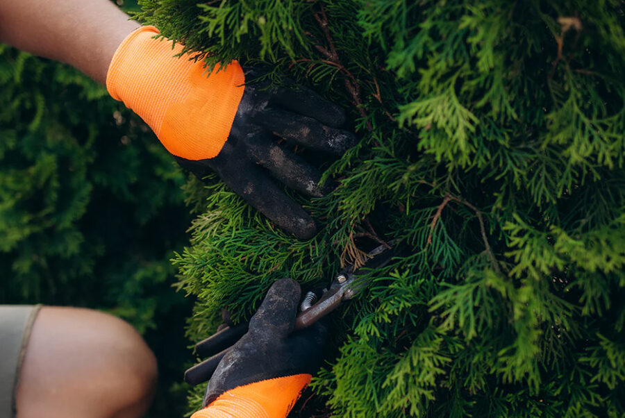 Poda de árboles de hoja caduca y perenne: técnicas, tiempos y criterios para un desarrollo saludable
