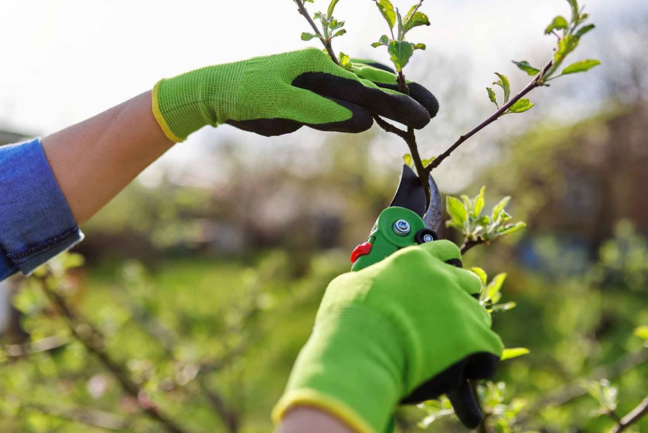 Técnicas recomendadas para preservar estructura, crecimiento y seguridad