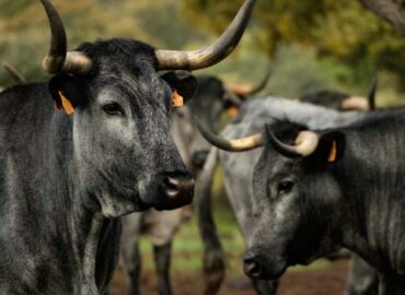 Castilla Gourmet destaca la carne de Morucha como emblema de la calidad nacional y el origen sostenible