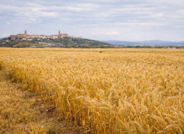 LIFE Innocereal EU confirma que los bioestimulantes mejoran la rentabilidad del cereal