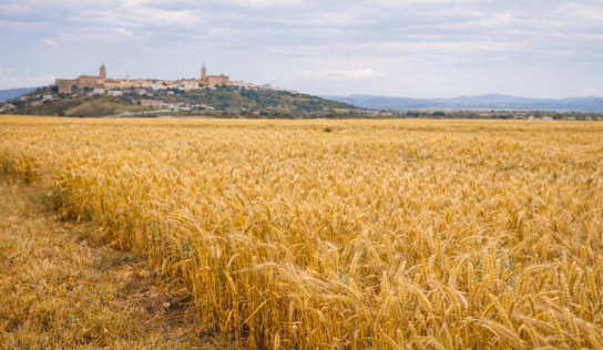 LIFE Innocereal EU confirma que los bioestimulantes mejoran la rentabilidad del cereal