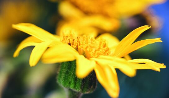 Árnica, un tesoro botánico protegido para preservar su legado milenario