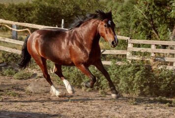 Bifeedoo destaca el valor de la energía natural en caballos mediante su pienso ecológico para caballos
