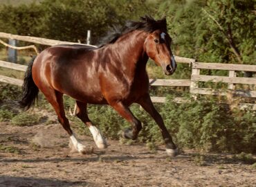 Bifeedoo destaca el valor de la energía natural en caballos mediante su pienso ecológico para caballos