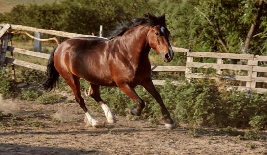 Bifeedoo destaca el valor de la energía natural en caballos mediante su pienso ecológico para caballos
