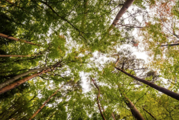 Grup Boix celebra que el Govern sitúe la gestión forestal como una política estructural de país