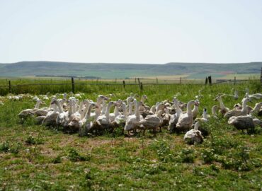 Influencers y periodistas descubren en Palencia el origen del Foie Gras