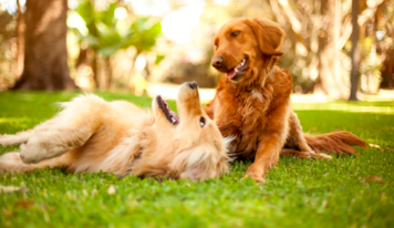 TodoMascota explica cómo adaptar la alimentación del perro ante la llegada del calor para mantener su equilibrio y bienestar